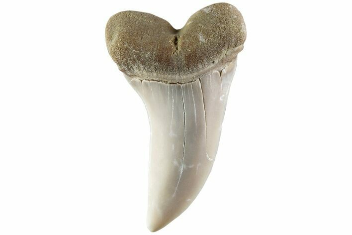 Fossil Shark Tooth (Carcharodon planus) - Bakersfield, CA #228916